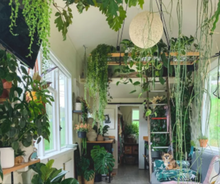 get excited about plants